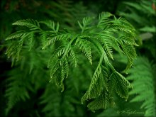 Green / ***
