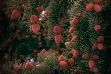 Forest &quot;Erdbeere&quot; ... / ***
