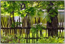 Wattle / ***