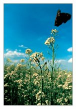 Flight Of Butterflies / ***