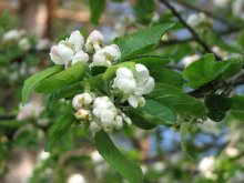 apple tree / ((=