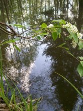 Decorative pond / ***