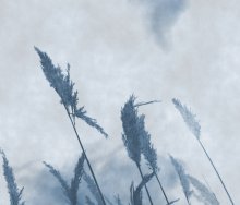 grass / ***