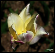 Tulip / ***