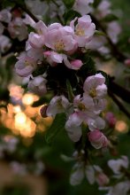 Apple Sonnenuntergang ... / ***