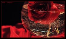 scarlet / ***
