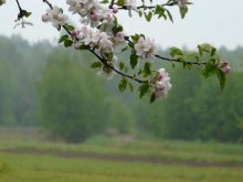 Do not cherry, but still .. / n\c