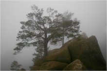 Fog / ***