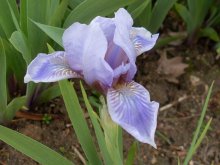 Iris / ***