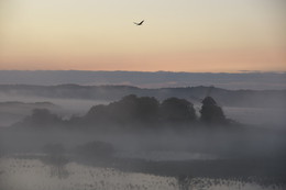 Foggy morning / ***