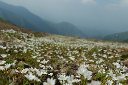 Alpine flowers. / ***