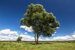 Tree / ***