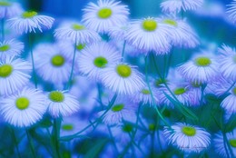 Summer / ***