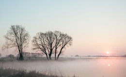 Trees / ***