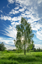 birch / ***