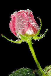 Rose / ***