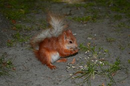 Squirrel. / ***