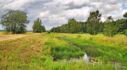 road in the forest / ***