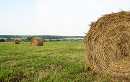 Field / ***