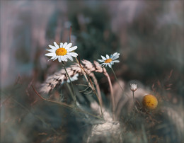 Flowers of the field / ***