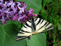 Der Duft von Flieder / ***