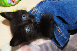 Kitty / ***