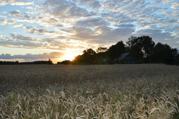 Evening in the village / ***