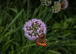Butterfly / ***