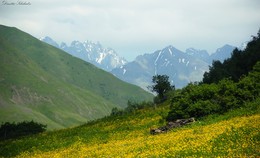 Georgia / ....