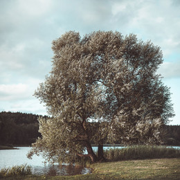 _tree_ / ***