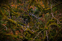 In forest / ***