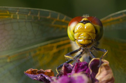 Dragonfly / ***