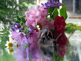 After the rain / ***