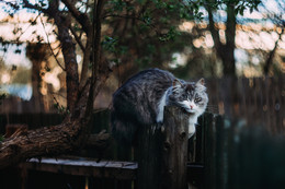 Mike Farley / ***