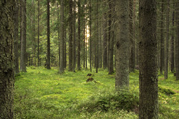 Wald Study / ***