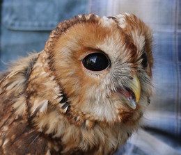 Owlet / ***