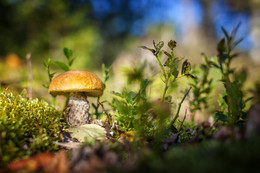 Lekcinum / ***