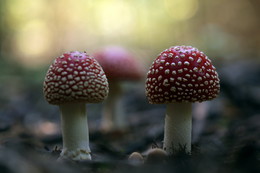 Fly-agaric / ...