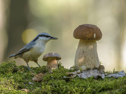 Mushroomer / .....