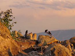 Ravens ... / ***