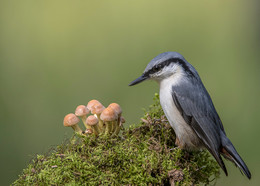 In forest / .....