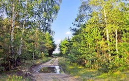 Am Rande des Waldes / ***