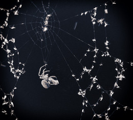 Night Hunter / ***