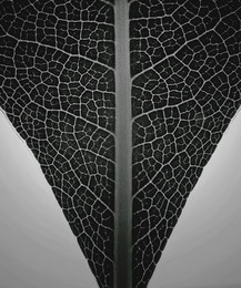 Männliche und weibliche / ...männliche und weibliche.
[img]http://s61.radikal.ru/i174/1609/55/b7190045df35.jpg[/img]
