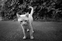 Newcomer / ***