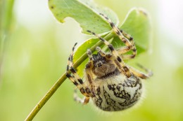 spider / ***