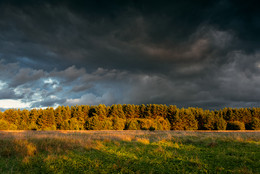 Forest / ***