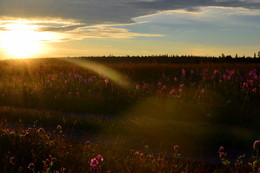 At dawn / ***