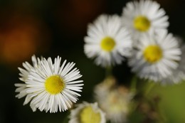 Remembering summer / ***