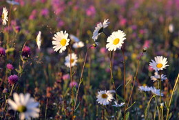 Remembering summer / ***